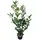 pflanzen-boering 10x Kirschlorbeer Genolia® 60-80 cm - Immergrüne Heckenpflanzen - für - Sichtschutz Pflanzen schnel...