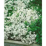PlantaPro Achillea ptarmica 'The Pearl' 9x9 cm Topf – Winterhart, Mehrjährig, Pflegeleicht – Sumpf-Schafgarbe – Staude für Beet & Rabatte