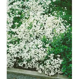 PlantaPro Achillea ptarmica 'The Pearl' 9x9 cm Topf – Winterhart, Mehrjährig, Pflegeleicht – Sumpf-Schafgarbe – Staude für Beet & Rabatte