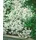 PlantaPro Achillea ptarmica 'The Pearl' 9x9 cm Topf – Winterhart, Mehrjährig, Pflegeleicht – Sumpf-Schafgarbe – Staude für Beet & Rabatte