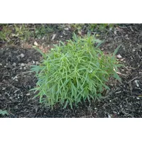 Pflanzen Für Dich Artemisia dracunculus, Estragon, aromatisch, ca. 9x9