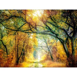 Keilrahmenbild SUNSHINE FOREST - bunt