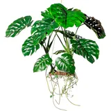 Creativ Green Kunstbaum »Hängeobjekt Splitphilodendron«, grün