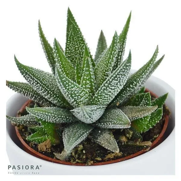 Haworthia fasciata Concolor - 6cm