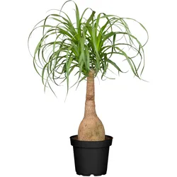 Elefantenfuß - Beaucarnea recurvata, Höhe 80-90 cm, Ø24 cm Topf, 1 Pflanze