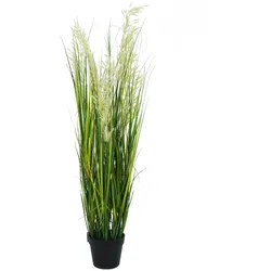 Pampa Schneidgras Pflanze 118 cm