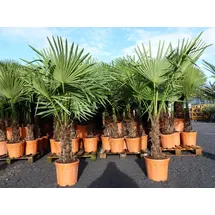 grünwaren XXL Palme winterhart 140 - 160 cm Trachycarpus fortunei, Hanfpalme,
