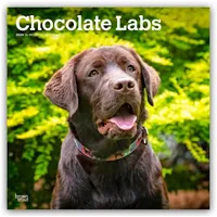 BrownTrout / Flechsig Chocolate Labrador Retriever - Brauner Labrador