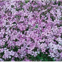Pflanzen Für Dich Phlox subulata Linner Traum' P 0,5