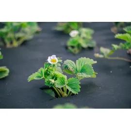 Aquagart Unkrautvlies 25m2 150g 1m breit