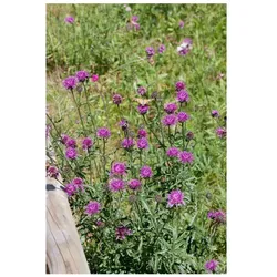 Centaurea bella, Berg-Flockenblume, ca. 9x9 cm Topf