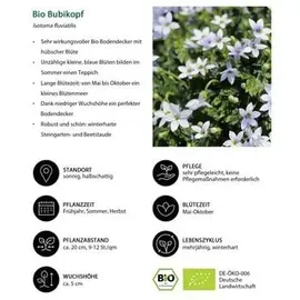 Dehner Bio Stauden-Set Bodendecker 24-teilig Bunt