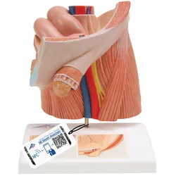 Leistenbruchmodell - 3B Smart Anatomy