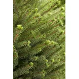 Pflanzen Für Dich Picea Omorika Serbische Fichte 15–20 cm