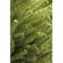 Pflanzen Für Dich Picea Omorika Serbische Fichte 15–20 cm
