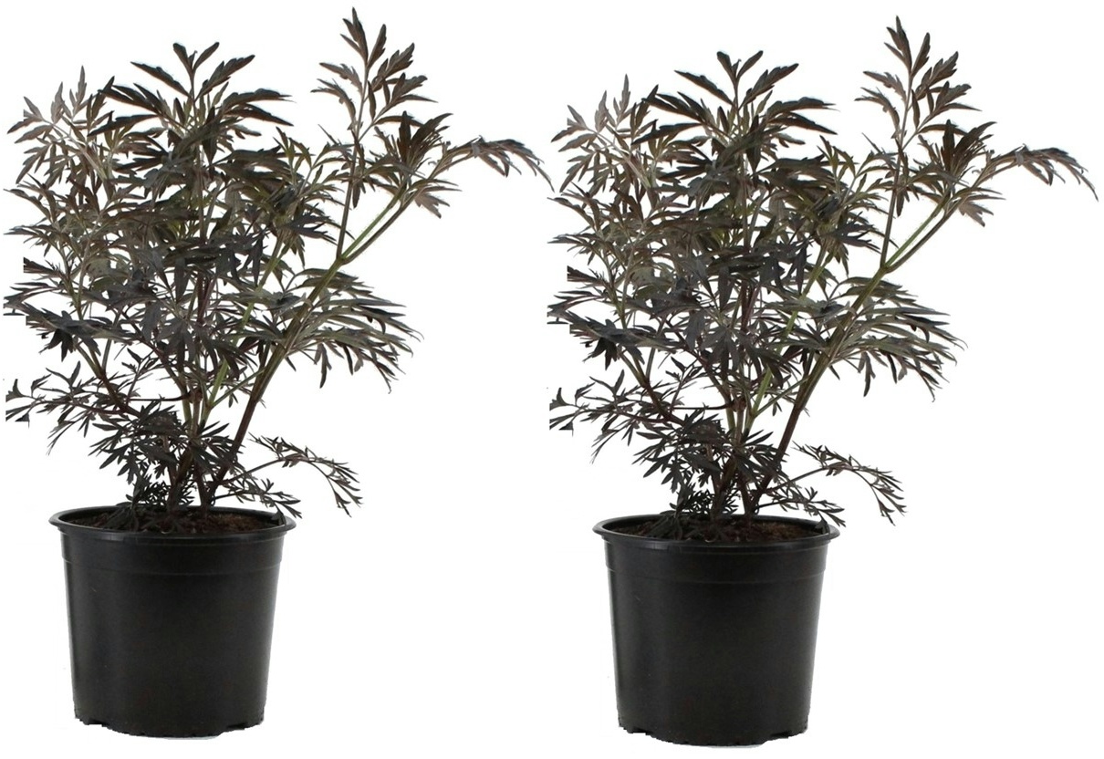 Plant in a Box Holunder - Sambucus Black Lace 2er Set Höhe 25-40cm