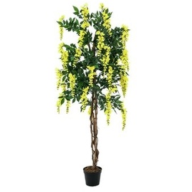 Europalms Goldregenbaum, gelb, 150cm