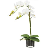 Kunstpflanzen, künstliche Orchidee cremefarbig, im Glastopf Höhe 52 cm