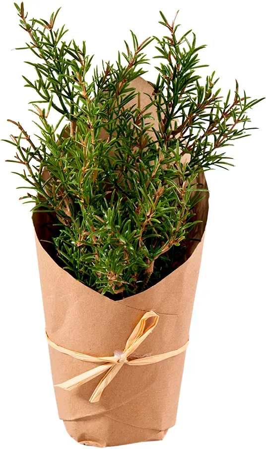Rosemarin 26cm im Papier grün