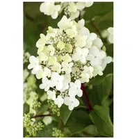 Pflanzen Für Dich Hydrangea paniculata 'Vanille-Fraise', Rispenhortensie, zweifarbig, 40–60