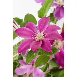 PlantaPro Clematis Hybride 'Comtesse de Bouchaud' 40–60 cm – Winterhart, Mehrjährig – Waldrebe – Kletterpflanze für Pergola & Rankhilfe