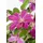 PlantaPro Clematis Hybride 'Comtesse de Bouchaud' 40–60 cm – Winterhart, Mehrjährig – Waldrebe – Kletterpflanze für Pergola & Rankhilfe