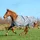 Bucas Smartex Turnout Medium Classic 150g 165 cm Grau