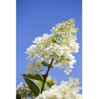 Pflanzen Für Dich Hydrangea paniculata 'Tardiva', 80–100 cm