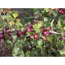 Pflanzen Für Dich Ribes x nidigrolaria, Jostabeere, 90 cm Stammhöhe