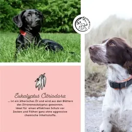 Annimally Anti Ecto Spot On Floh- & Zeckenschutz für Hunde 13,5 ml