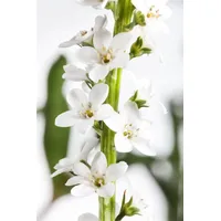Pflanzen Für Dich Lysimachia clethroides, Entenschnabel, weiß, ca. 9x9