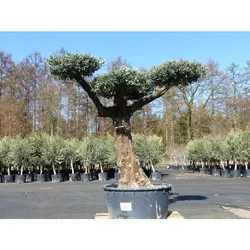 Olivenbaum Pon Pon 195 cm Bonsai Formgehölz, winterhart