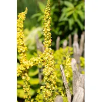 Pflanzen Für Dich Verbascum densiflorum, Großblütige Königskerze, ca. 9x9