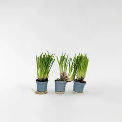 Plant in a Box - Knobikraut - 3 Stk - Tulbaghia violacea - Höhe 15-25cm - Topf 9cm