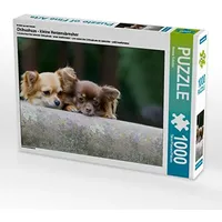 Calvendo Ein Motiv aus dem Kalender Chihuahuas - kleine