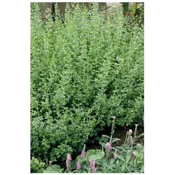 Calamintha nepeta 'White Cloud', Bergminze, weiß, ca. 9x9 cm Topf
