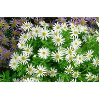 Pflanzen Für Dich Aster ageratoides Ashvi Herbstaster, ca. 9x9