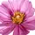BUTLERS Bloom Deko Blume