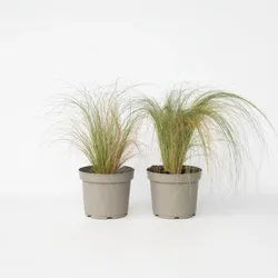 Plant in a Box - Federgras - 2 Stück - Pennisetum 'Stipa' - Höhe 40-60cm - Topf 23cm