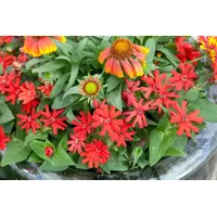 Pflanzen Für Dich Lychnis x haageana 'Molten Lava' p