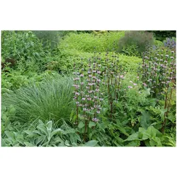 Phlomis tuberosa, Ziest, rosa Blüten, ca. 9x9 cm Topf