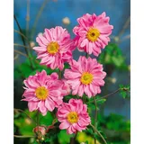 Baumschule Anemone japonica Bressingham Glow Herbstanemone rosa, ca. 9x9 cm Topf