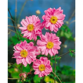 Baumschule Anemone japonica Bressingham Glow Herbstanemone rosa, ca. 9x9 cm Topf