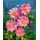 Baumschule Anemone japonica Bressingham Glow Herbstanemone rosa, ca. 9x9 cm Topf