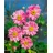 PlantaPro Anemone japonica Bressingham Glow' Herbstanemone rosa, ca. 9x9 cm Topf