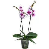 Dehner Schmetterlingsorchidee Ø Phalaenopsis cultivars, Aladdin, Pink, Weiß