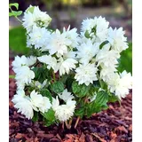 BALDUR Garten 1x Duftender Gartenjasmin 'Pearls of Perfume®'