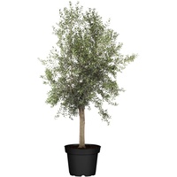 Pflanzen Olivenbaum Olea Europaea H ab 160 cm 35