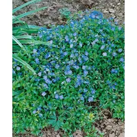 Pflanzen Für Dich Veronica umbrosa 'Georgia Blue', Ehrenpreis, blau,