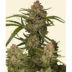 Guava Auto | Autoflowering Hanfsamen von Fast Buds | 3 Hanfsamen